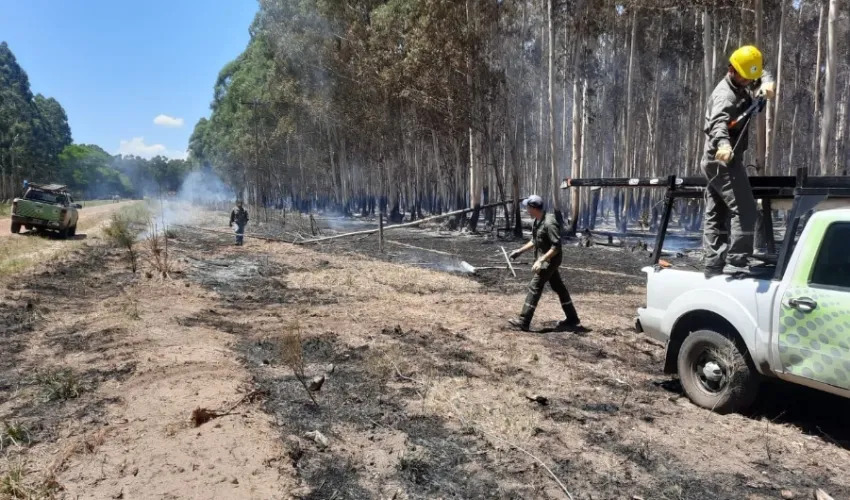 Un árbol cayó sobre una Línea de Media Tensión y provocó un importante incendio