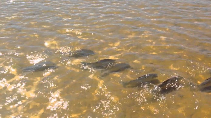 Emergencia íctica: Preocupa la bajante del Rio Paraná