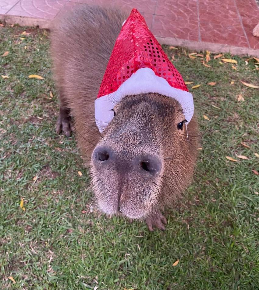 Loros, carpinchos y monos: principales víctimas del mascotismo en Corrientes