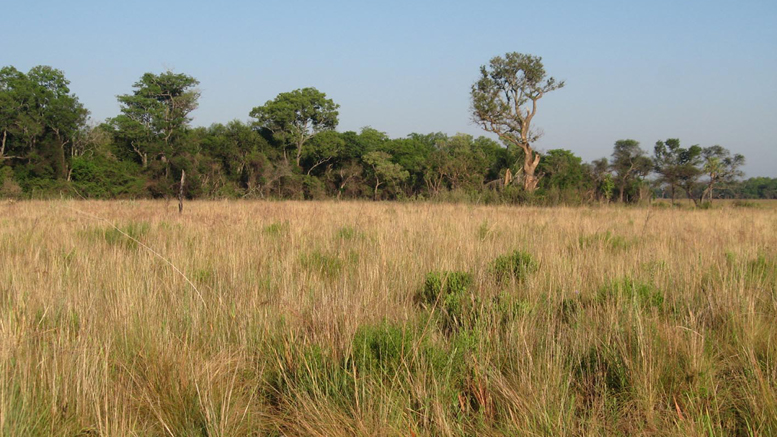 Poco recurso forrajero