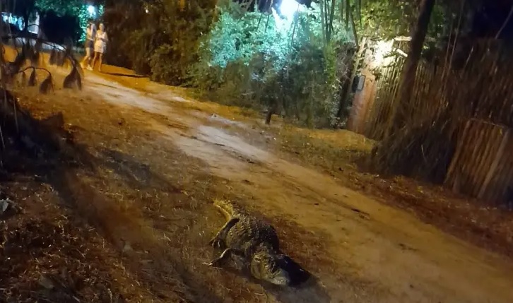 Un yacaré en Santa Ana y otros casos de impacto de la sequía en la fauna local