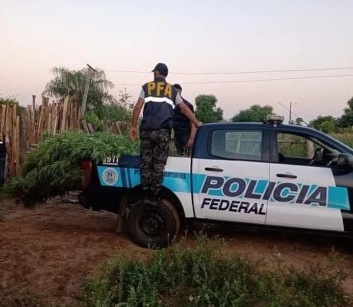 Buscaban animales robados y hallaron una plantación de marihuana