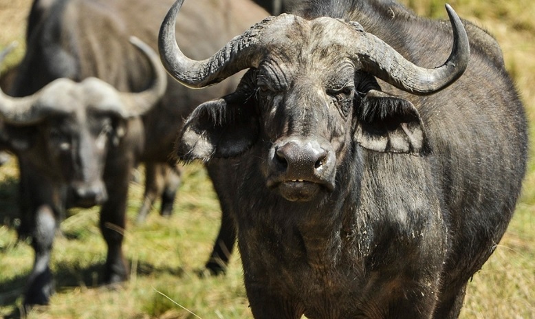 Los búfalos ganan espacio