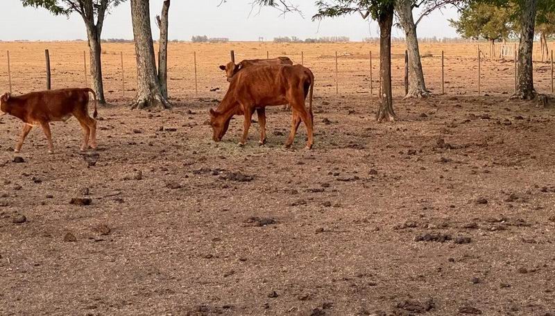Provincia remarca la ayuda de $12 mil millones para el campo