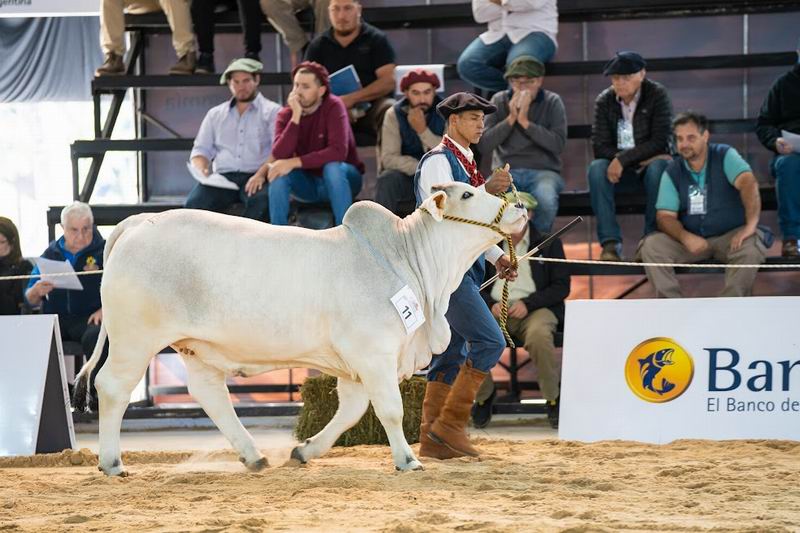 Las Nacionales de razas ganaderas, a toda excelencia