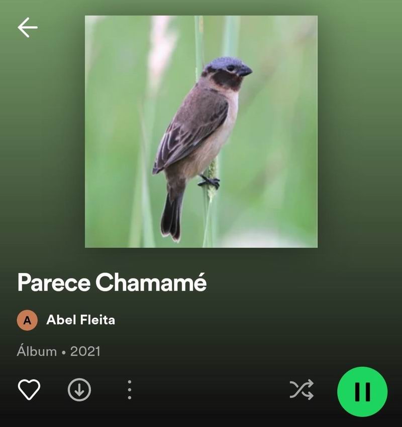 Desde Mburucuyá, Parece chamamé arribó a Spotify, un álbum musical para sentir