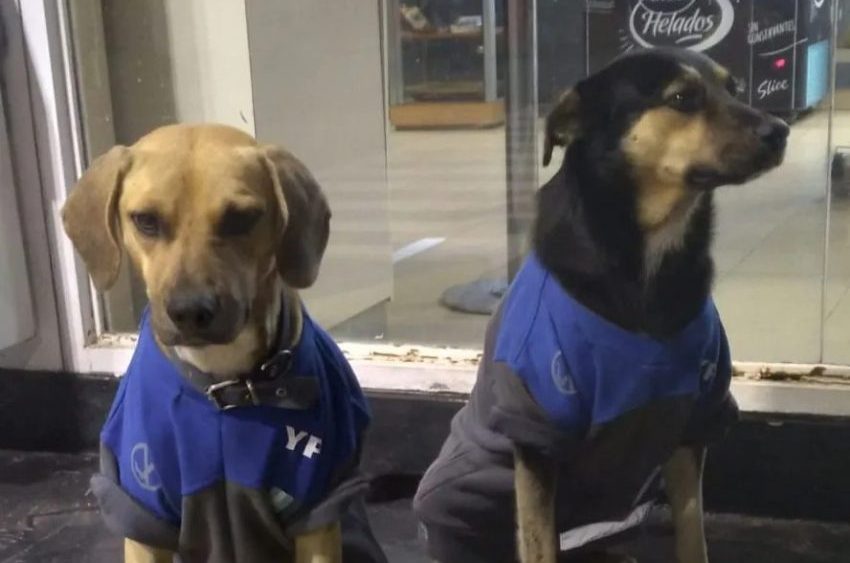 La historia de los perritos que quieren echar de una estación y moviliza una ciudad correntina