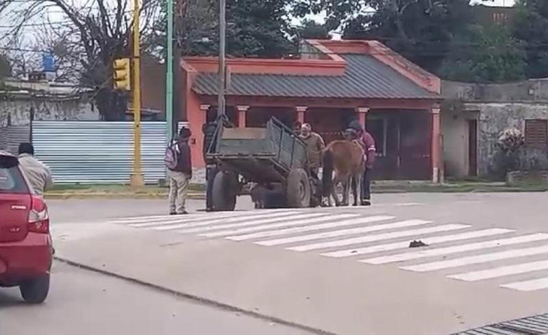 Maltrato a caballos, cada vez más expuesto en las calles correntinas