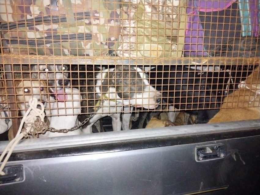 Rescataron a 13 perros que eran usados para la caza ilegal en Corrientes