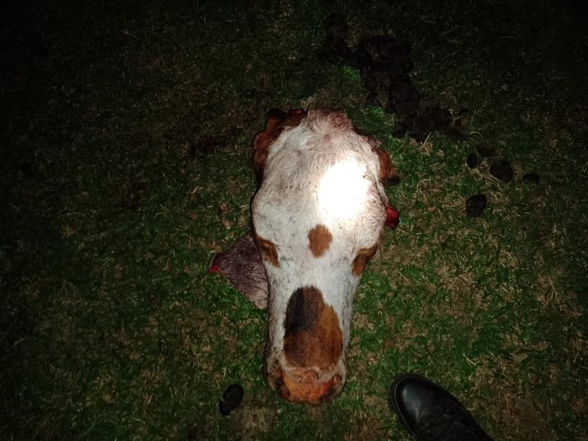 Faenaron animales y abandonaron la carne y una camioneta para huir