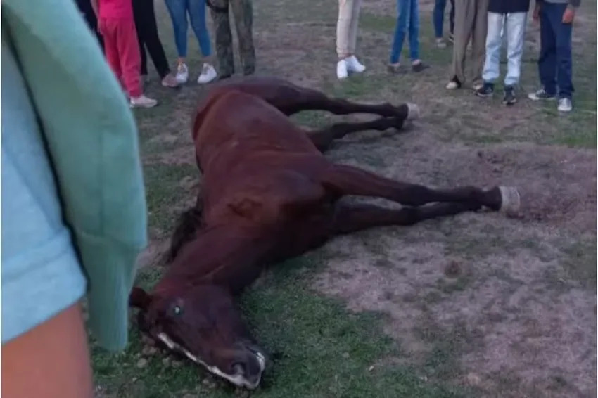 Murieron dos yeguas tras una carrera en el interior: cuatro personas son investigadas por maltrato