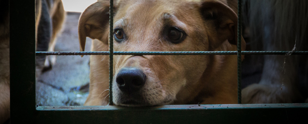 Proponen declarar «ser sintiente» a los animales y reconocer sus derechos