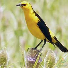 Tordo amarillo: llaman a defender a otra especie víctima de tráfico ilegal