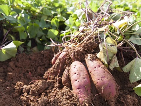 La “batata” tiene su Fiesta Provincial en Tres de Abril