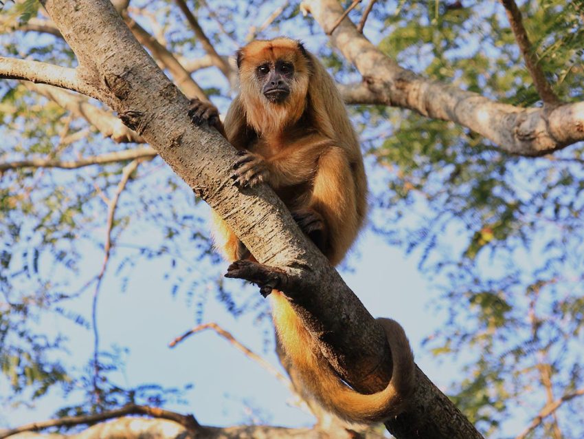 Revelan impacto de la deforestación en los monos aulladores