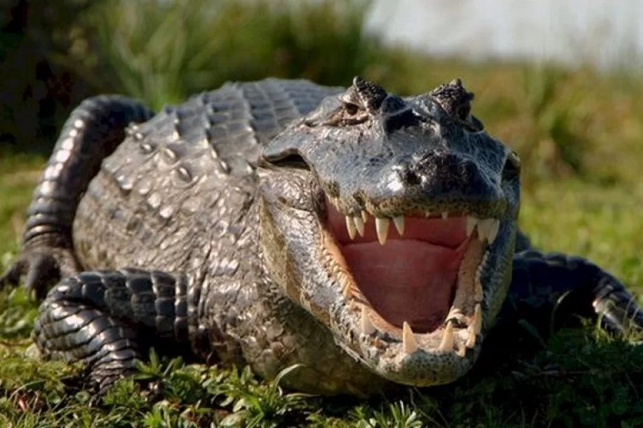 Goya: apareció un yacaré e impactó a todos