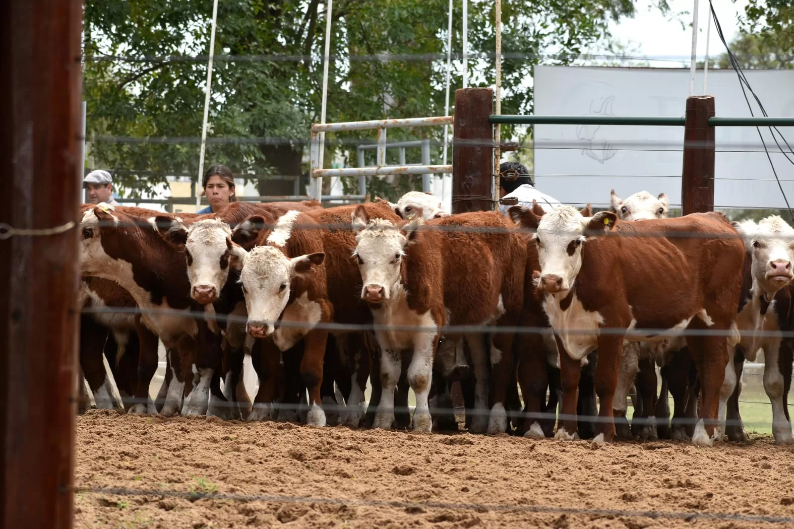 Se lanzó la 54° Expo Feria del Ternero Correntino