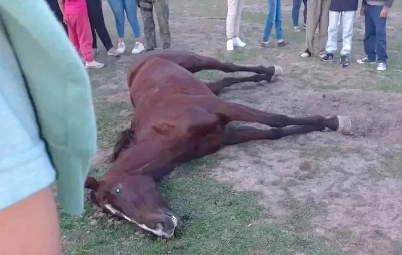 Crueldad animal: las sanciones que se estiman para un delito en crecimiento