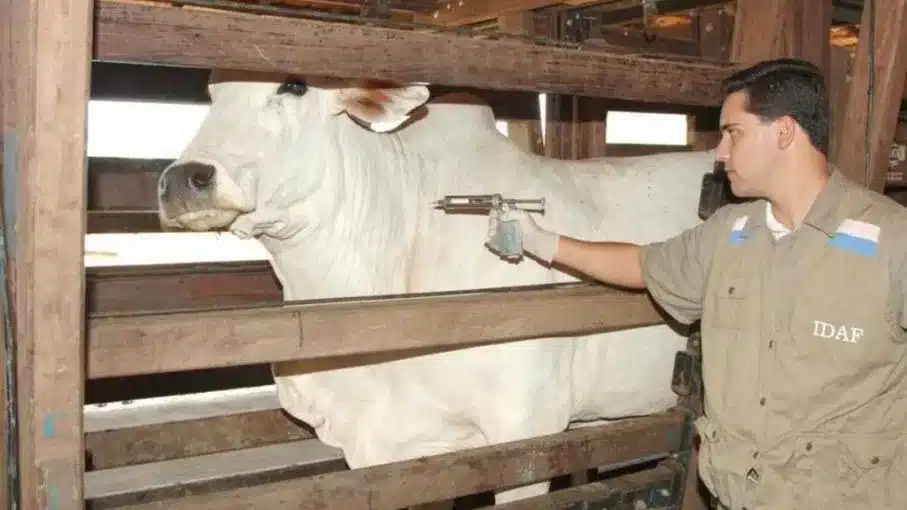 Brasil hace punta para dejar de vacunar contra la aftosa