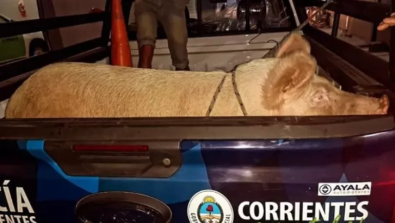 Llevaba una chancha por la calle y la abandonó al ver a la Policía