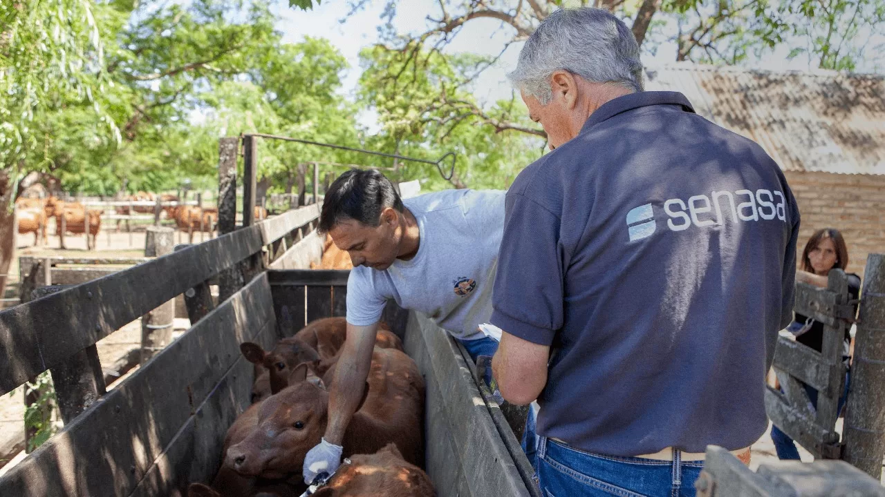 El Gobierno aprobó la importación de la vacuna bivalente contra la fiebre aftosa
