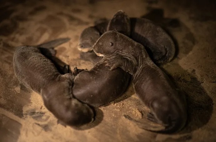 Buscan nombres para cachorros de nutria gigante del Iberá: cómo votar