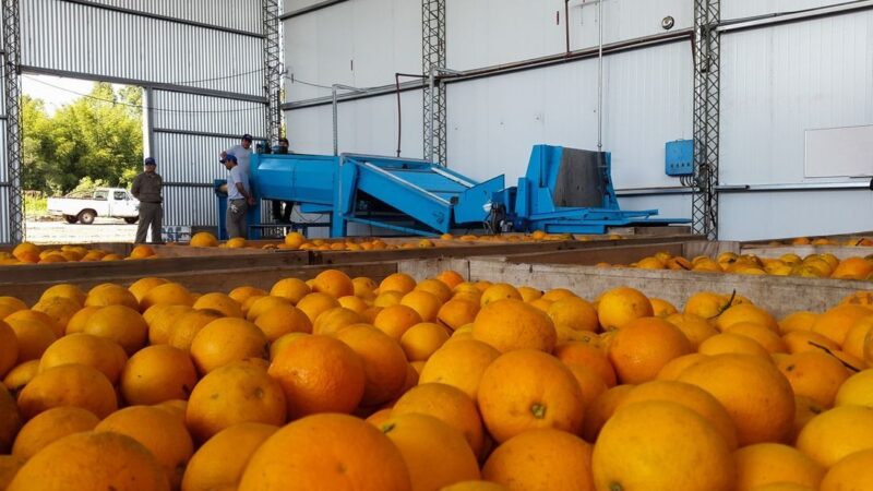 Una enfermedad y una plaga acechan a los cítricos del NEA
