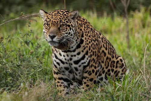Un nuevo yaguareté llegó al Parque Iberá