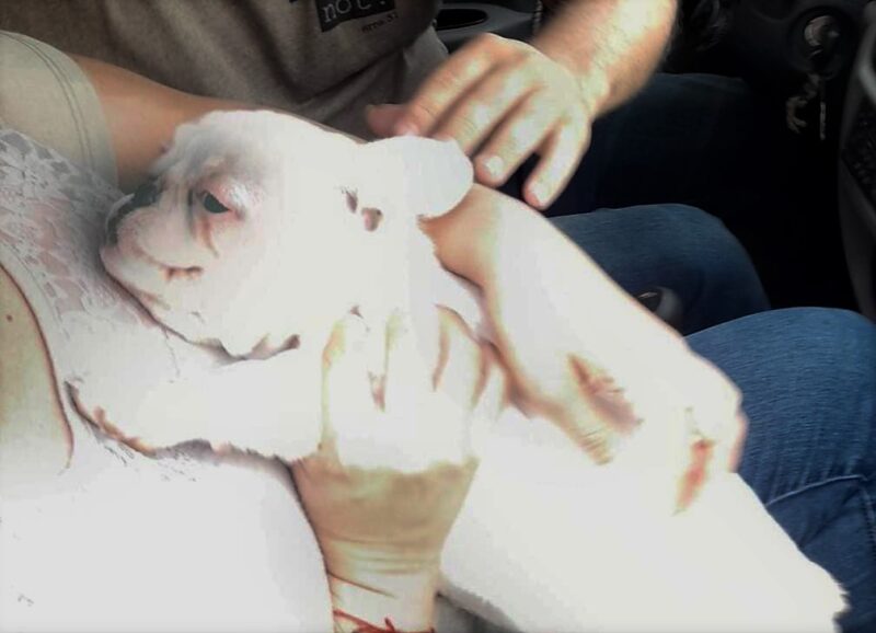 Corrientes: la tierna imagen de una cachorrita perdida al regresar con su familia