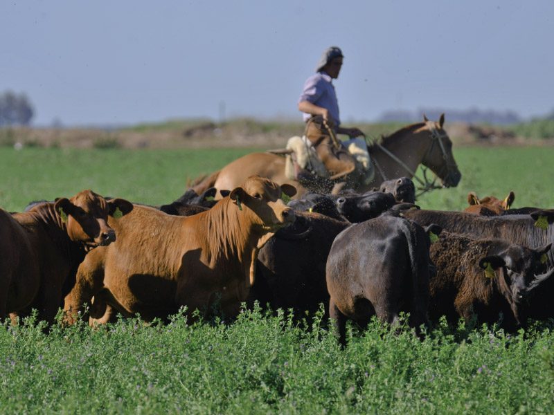 Trágica caída: falleció un joven en una zona rural
