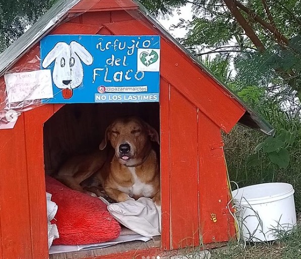«El Flaco», la historia que se hizo viral y el pedido para que lo dejen tranquilo
