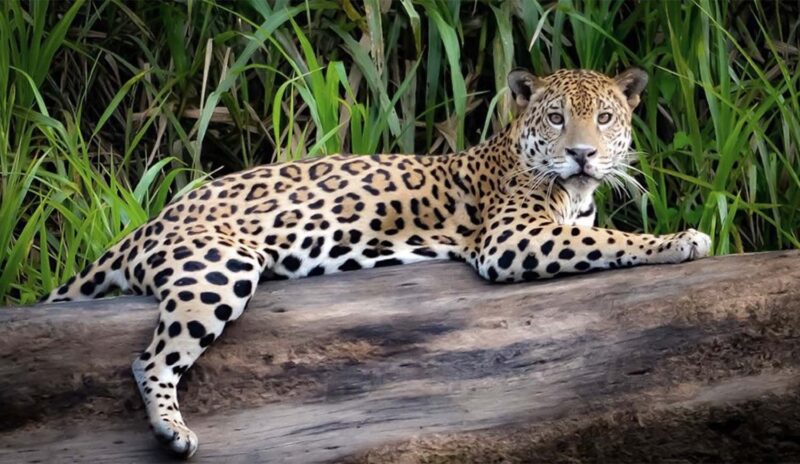 Abren inscripción para voluntariado de monitoreo de yaguaretés