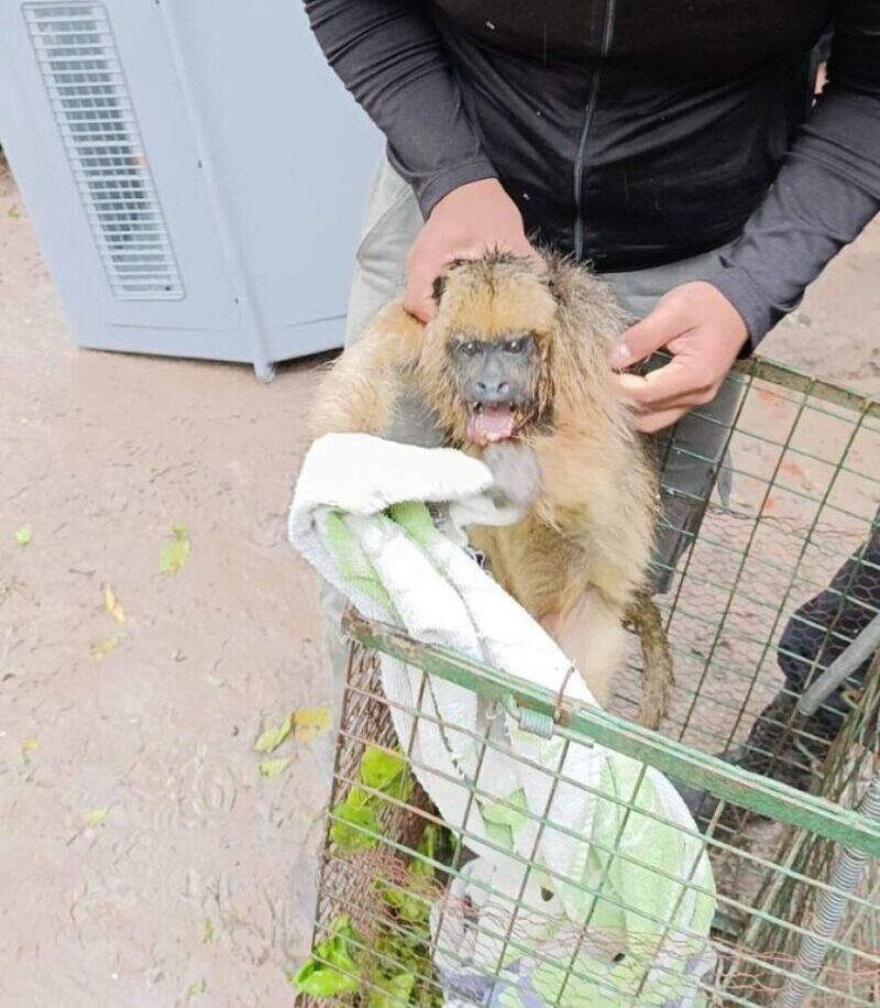 Condenaron por maltrato animal a un hombre que atacó a hondazos a una mona carayá