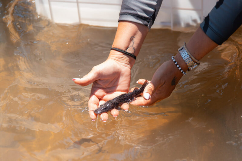 Pesca del Surubí: emotiva suelta de más de 1.500 peces en el Paraná