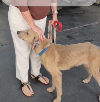 Upa necesita un hogar: conocé su conmovedora historia