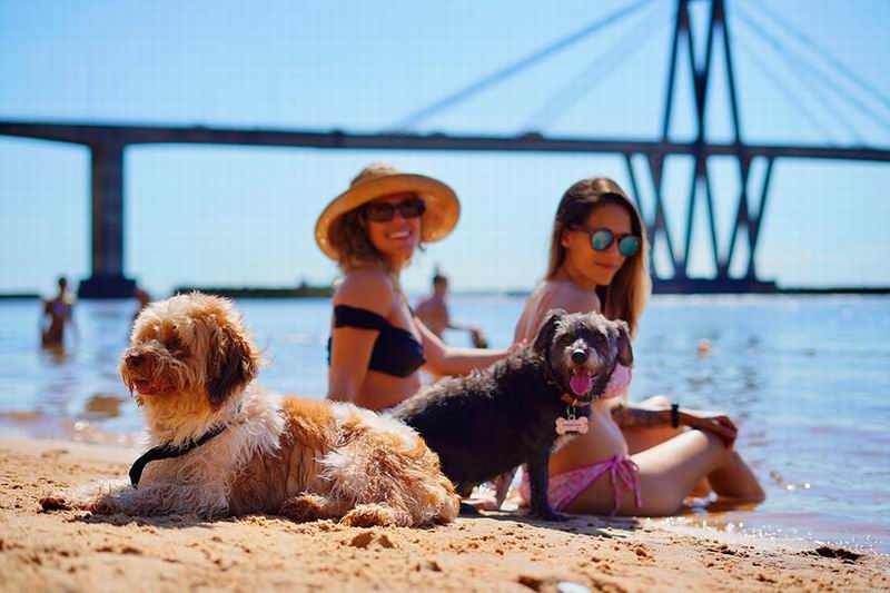 Los perros disfrutan del verano: furor en la única playa mascotera del país