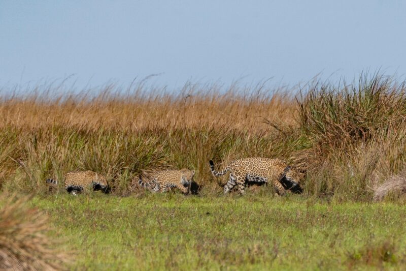 Hoy Corrientes cumple cuatro años de convivencia con su depredador tope Fauna local: Conservación de los Yaguaretés en Corrientes
