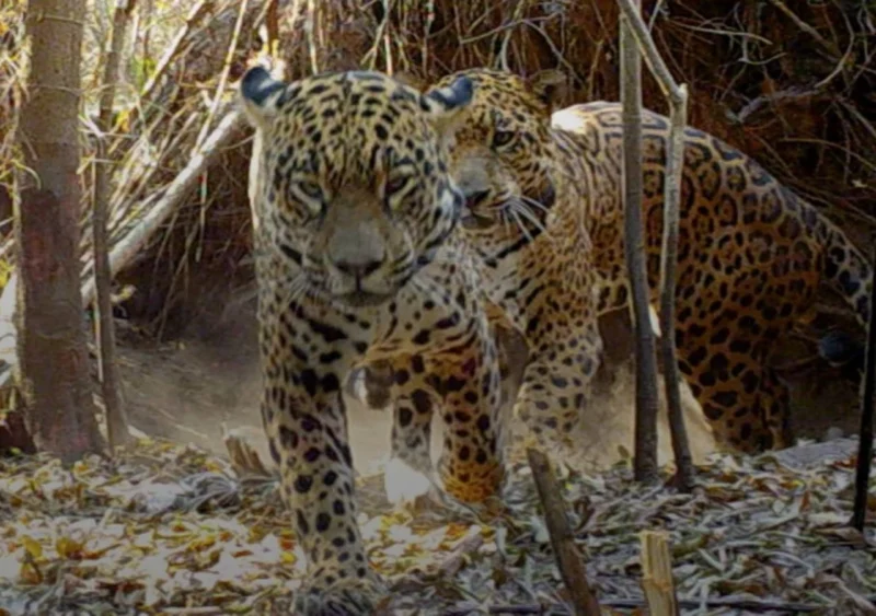 Las cachorras de Mariua: Karaí y Porã crecen en suelo correntino