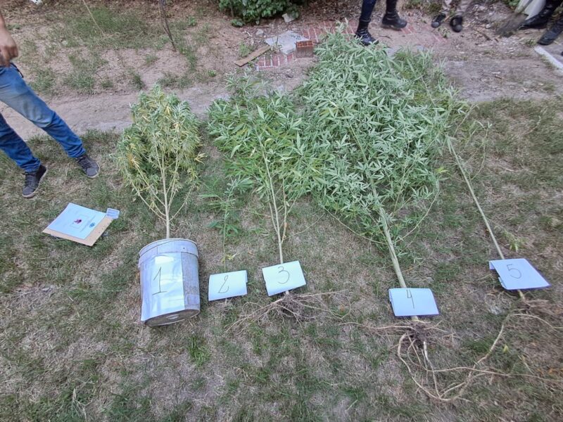Acudieron por un caso de violencia y encontraron plantas de marihuana