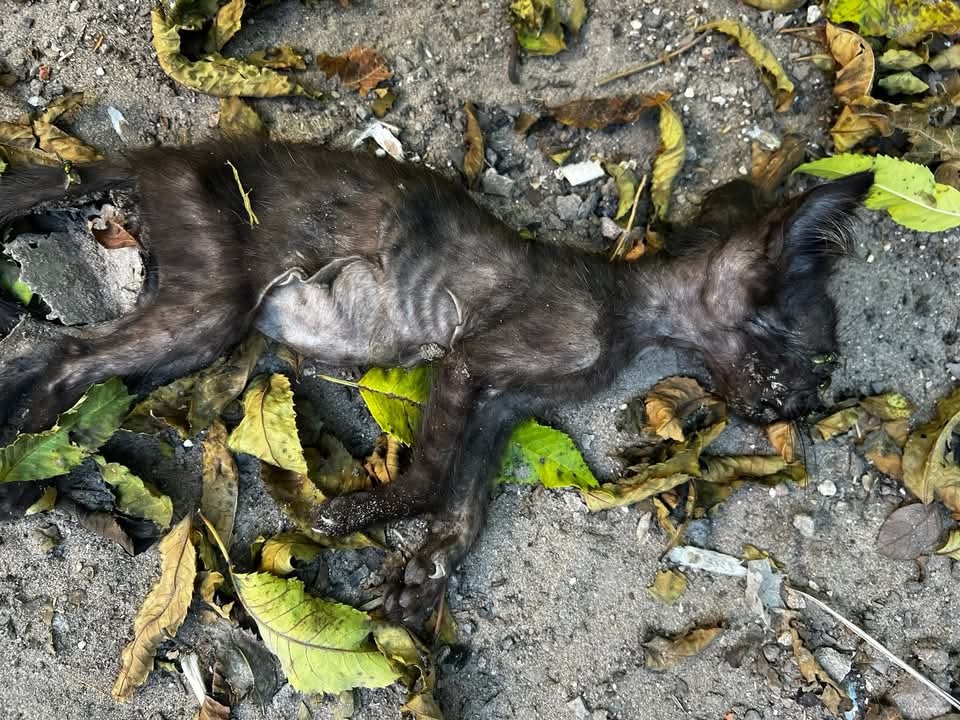 Maltrato animal: tras allanamiento, rescataron a más de 20 ejemplares