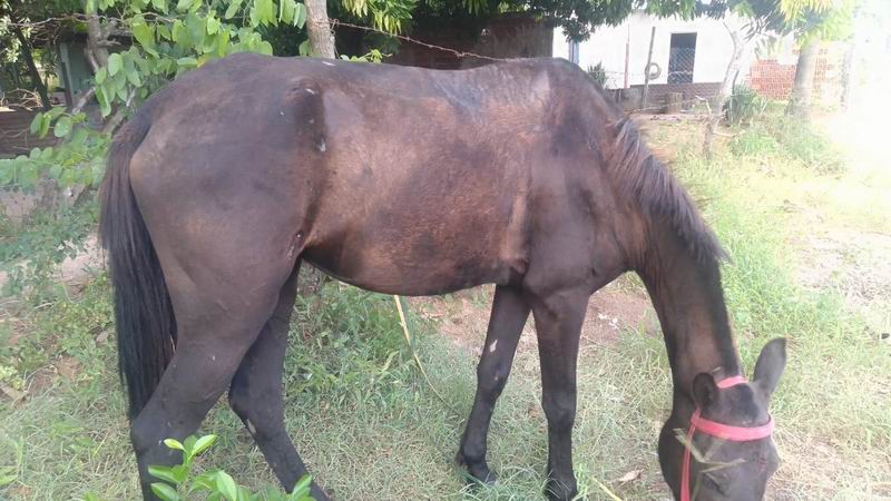 Multaron por casi medio millón de pesos a un carrero por el maltrato de una yegua