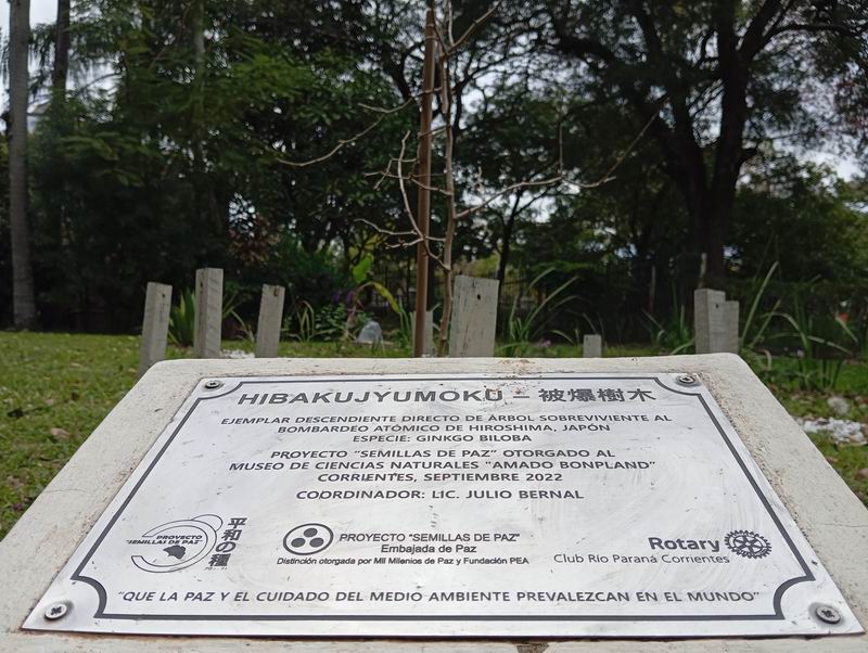 Hiroshima: el homenaje en Corrientes en un árbol que sobrevivió al infierno