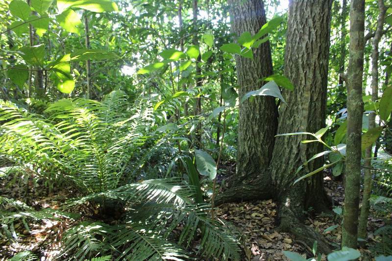 Apuntalan la restauración de bosques nativos en la región para cuidar la vida