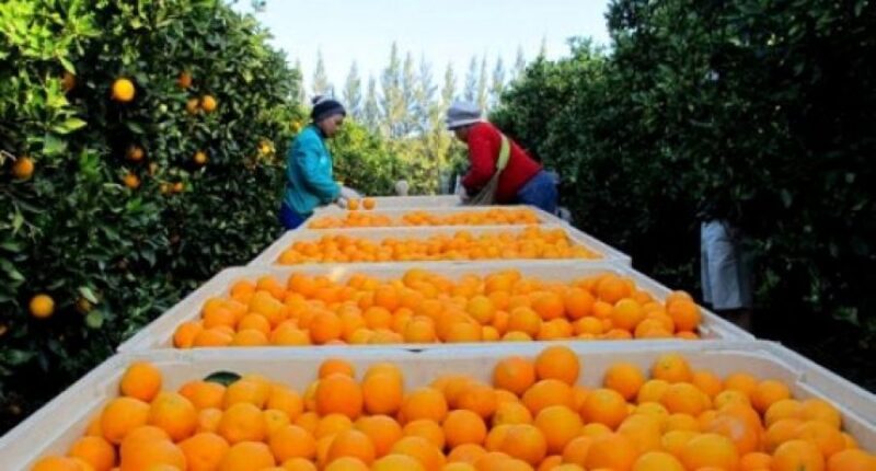Exportadores de naranjas enfrentan pérdidas comerciales
