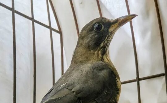 Corrientes: liberan aves rescatadas del tráfico ilegal
