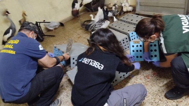 Impiden el ingreso ilegal de aves exóticas en un paso fronterizo