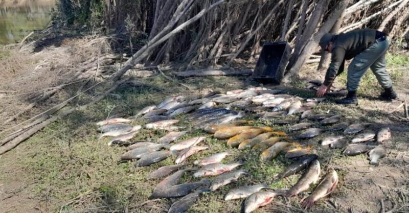 Incautan más de 300 piezas de pescado en un campamento ilegal