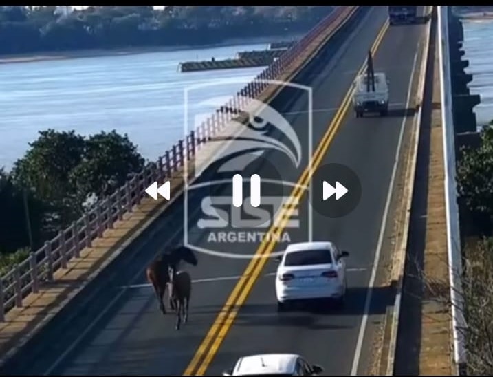 Caballos sueltos en el Puente: Momento de tensión y alarma en conductores