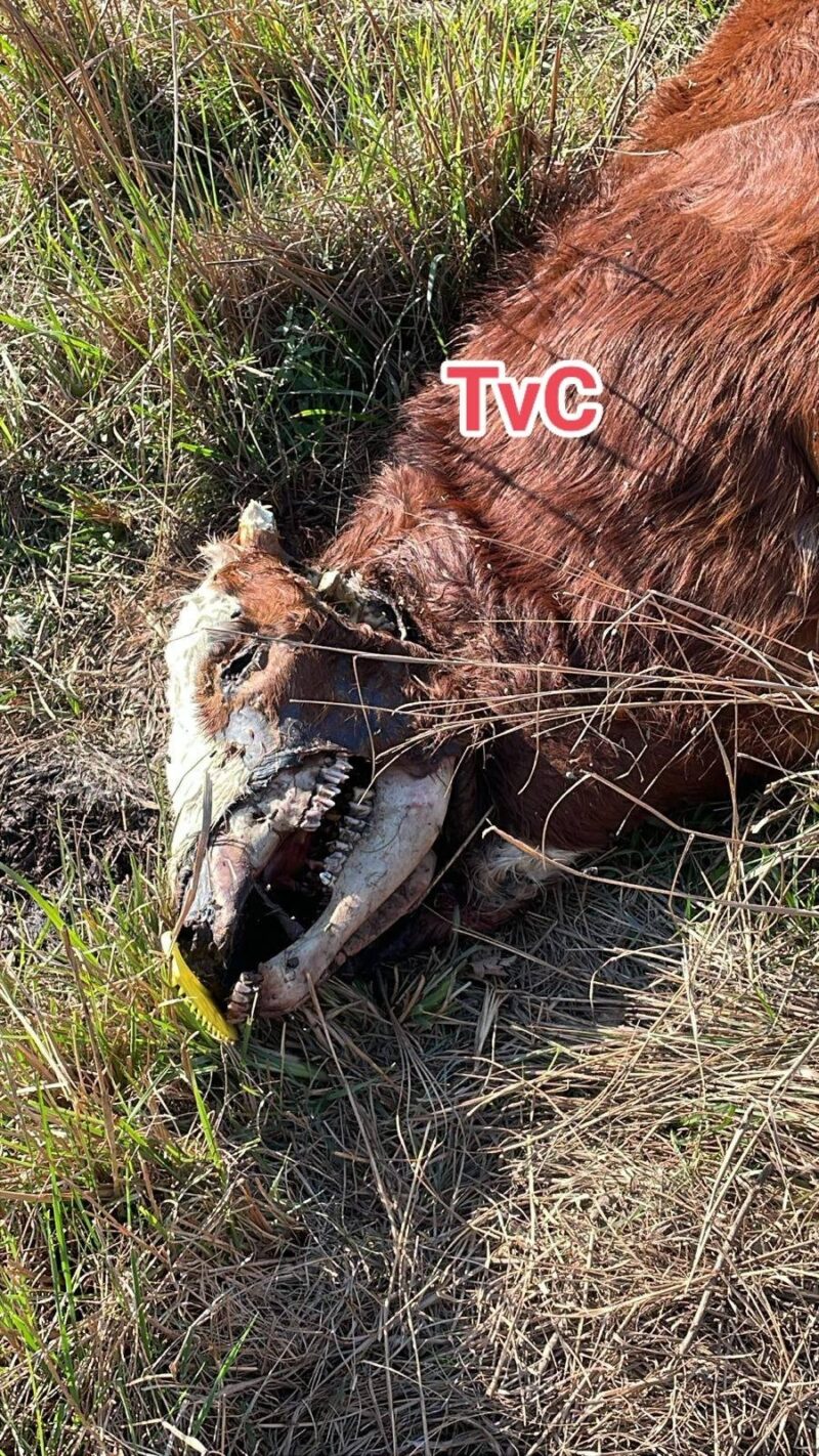 Otro revuelo por hallazgos de dos vacunos mutilados en zonas rurales