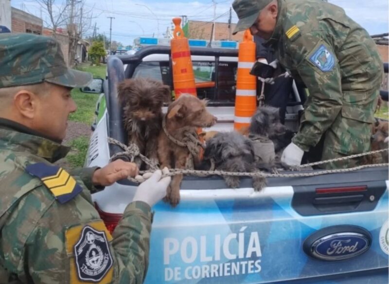 Rescataron a más de 10 animales víctimas de maltrato en Goya